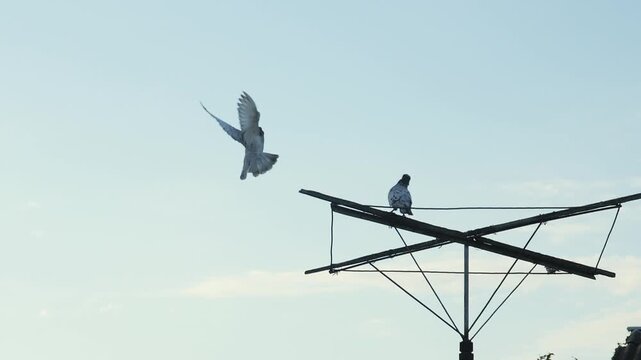 A beautiful slow-motion capture of a purebred roller pigeon elegantly descending from flight to land perfectly on a wooden rooftop perch structure