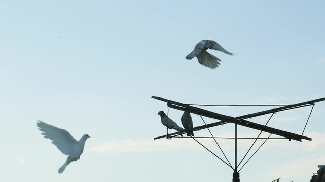 Purebred domestic roller pigeons returning to their rooftop coop perch, slow motion stock footage.
