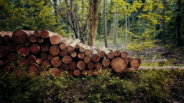 A large stack of cut timber logs piled neatly beside a dirt forest road, surrounded by green trees and ferns, depicting forestry and logging industry operations.