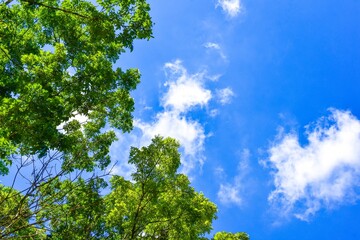 Fototapeta premium Tree branches with leaves in front of a clear blue sky. clear blue sky with a frame of green leaf branches, Summer background with.