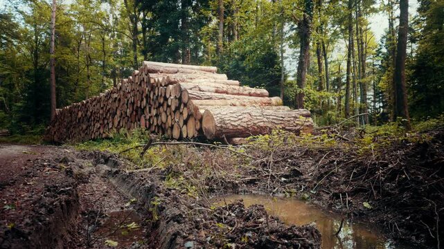 A large stack of cut timber logs piled neatly beside a dirt forest road, surrounded by green trees and ferns, depicting forestry and logging industry operations.