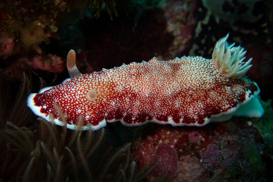 Colorful Red-Netted Nudibranch (Goniobranchus tinctorius) Sea Slug on Reef, Indonesia