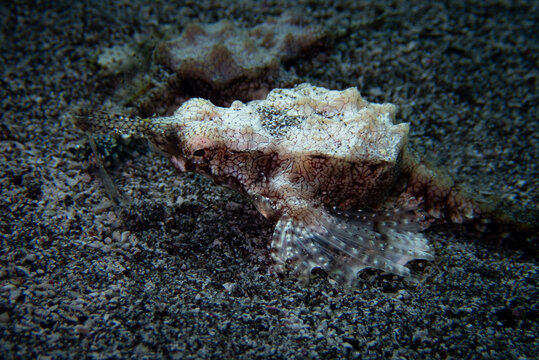 Short Dragonfish Seamoth (Eurypegasus draconis) Camouflaged on Sandy Bottom