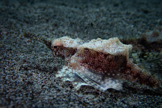 Close-up Profile of an Armored Short Dragonfish (Eurypegasus draconis)