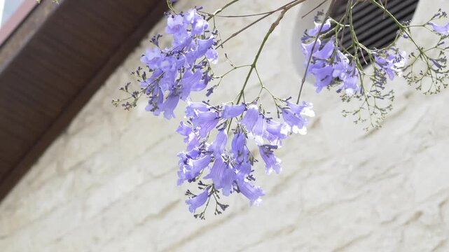 Blooming jacaranda branches, Jacaranda mimosifolia, hanging beside a white stone building. Perfect for boutique hotels, hospitality brands and Mediterranean travel campaigns. 