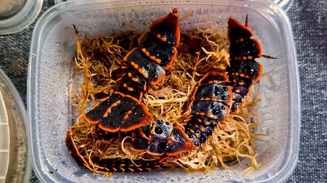 Rare prehistoric trilobite beetle Platerodrilus crawling on wet moss, exotic alien-like insect with armored black and orange shell, close up.