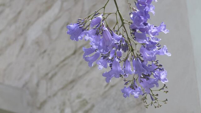 Jacaranda flowers frame elegant residential architecture. Ideal for real estate marketing, luxury property advertising and lifestyle presentations. Purple flower blooms complement bright architecture.