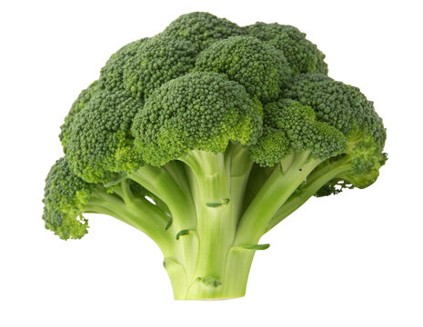 Fresh Green Broccoli Floret Head Raw Vegetable Isolated