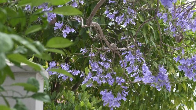 Purple jacaranda flowers contrast with fresh green leaves in vivid spring garden composition, sway in wind. Exotic tree footage ideal for garden nursery advertising, botanical Australia travel content