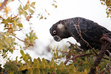 Close-up portrait of male Carnaby's Black Cockatoo perched on a Hakea lasiantha tree, Western Australia © Tove Liv