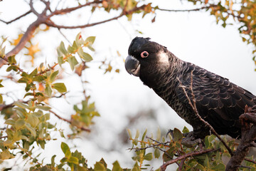 Wild male Carnaby's Black Cockatoo perched on a Hakea lasiantha tree staring directly at camera , southwest Western Australia © Tove Liv