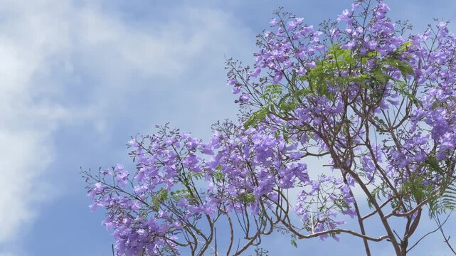 Wide view of flowering jacaranda trees against the sky. Popular seasonal symbol for Australian tourism campaigns, travel content and destination branding. 