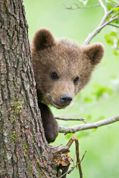 European Brown bear cub in tree (Ursus arctos), close-up