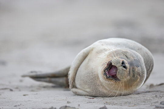 Germany, Schleswig-Holstein, Helgoland, Duene Island, harbour seal pup (Phoca vitulina) lyiing on the beach