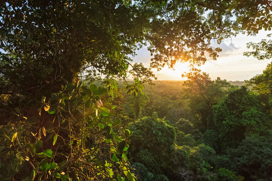 Ecuador, Amazon River region, treetops in rain forest