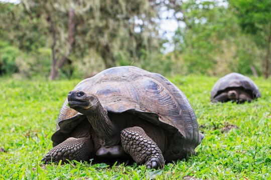 Ecuador, Galapagos Islands, Galapagos tortoises on a meadow