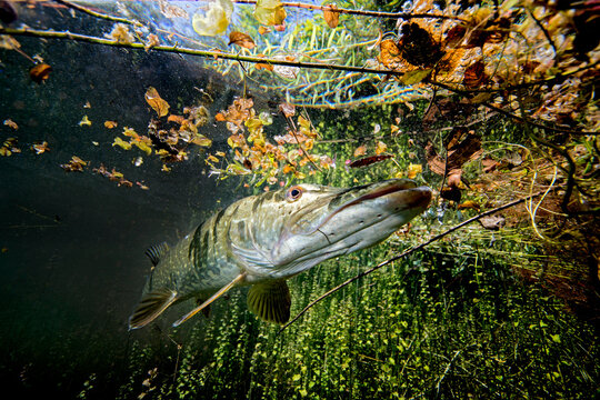 Germany, Bavaria, northern pike in Echinger Weiher