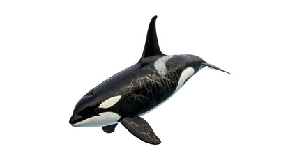 Majestic wild orca killer whale jumping profile view isolated on transparent background cut out © Ivan