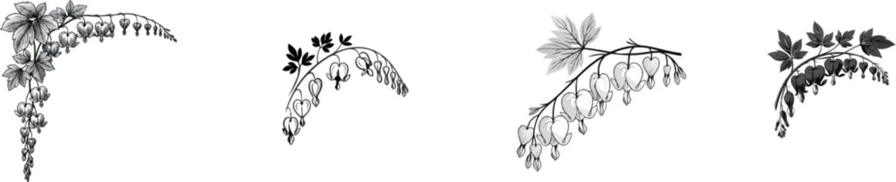 A vintage engraving of bleeding heart flowers in a corner vignette, featuring delicate bell blossoms with sharp black ink lines against a pure white background, perfect for vector tracing