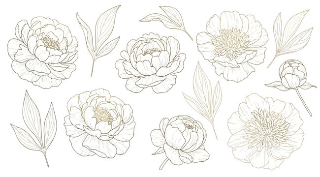 Set of hand drawn peony flowers and leaves