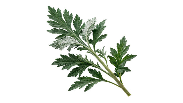 Single fresh green wormwood mugwort herb branch stalk isolated on transparent background cut out