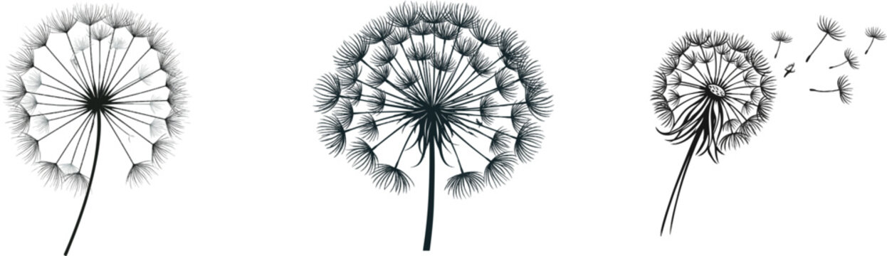 A bold graphic silhouette of a dandelion puff in black ink against a pure white background, showcasing its intricate radial symmetry and delicate filaments
