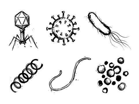 Minimalist brush line art set of six microorganisms, virus and bacteria sketches, isolated on white background