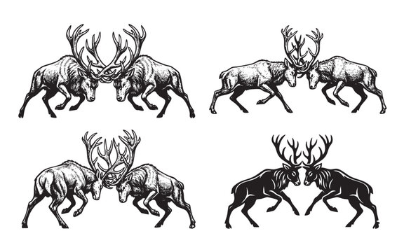Set of 4 black and white vector illustrations of two male deer fighting with their antlers. Vintage engraved style, perfect for hunting logos.