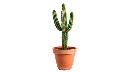 Small green cactus plant in terracotta clay pot home decor on transparent background © Ivanka