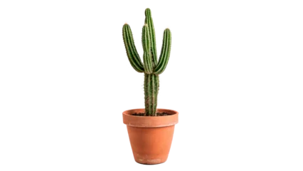Fototapeten Kaktus Small green cactus plant in terracotta clay pot home decor on transparent background  © Ivanka