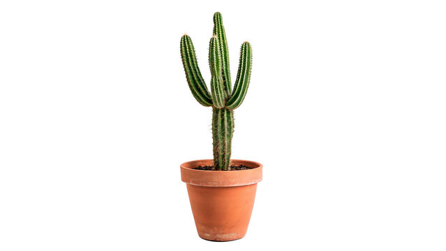 Small green cactus plant in terracotta clay pot home decor on transparent background