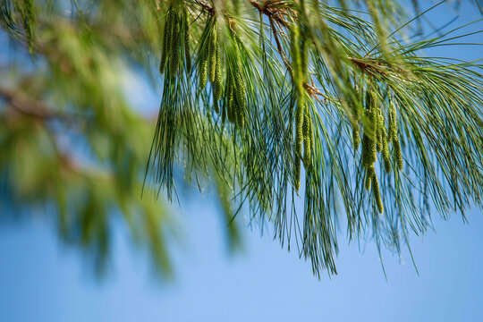 Tall horsetail pine trees sway in the gentle breeze.