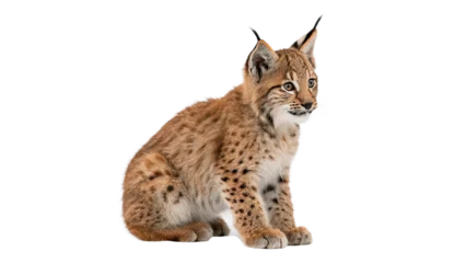 Fototapeten Luchs Beautiful wild European lynx cub baby wild cat sitting isolated on transparent background  © Olga
