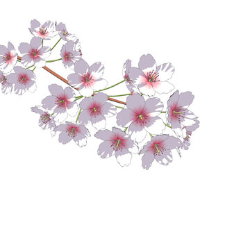 White Sakura Branch Isolated on Transparent Background