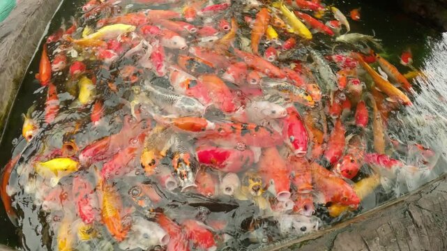 The video footage captures a high-angle view of a densely populated pond teeming with hundreds of vibrant fancy carp (koi fish). The water surfaces with activity as the colorful fish&mdash;ranging in shades
