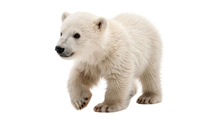 Cute wild polar bear cub baby walking forward profile isolated on transparent background © Roksana