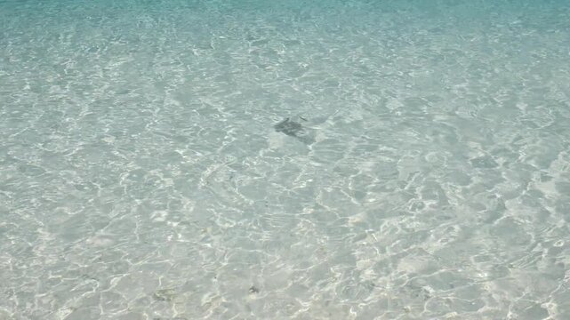 Baby shark swimming in shallow crystal-clear tropical water near the shore at Hatamin Island, Komodo Labuan Bajo Indonesia, with sunlight reflections creating abstract ripples on the sandy seabed