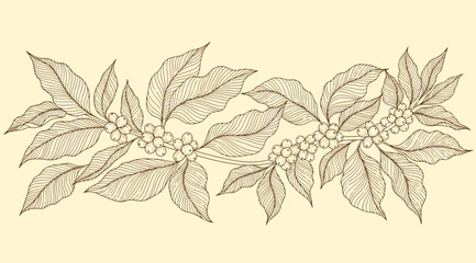 Vintage hand drawn coffee branch with leaves and coffee beans, botanical sketch illustration © S.Siam