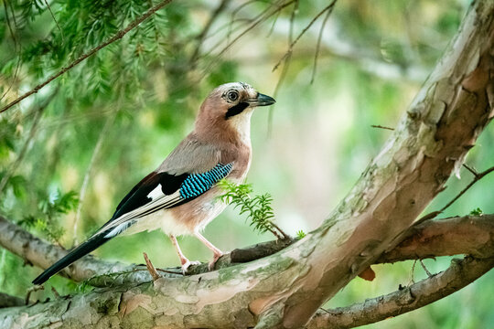 The Eurasian jay