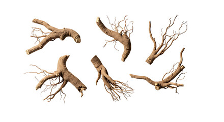 Fototapeta premium A collection of six dried, gnarled plant roots with intricate branching structures, isolated on a white background.