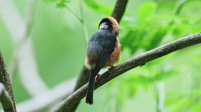 Close up back view of a fluffy Black-throated Bushtit bird perching on a diagonal tree branch, looking over its shoulder against a lush green bokeh background.