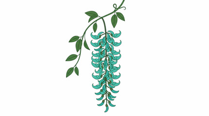 jade vine flower vector illustration with blooming buds © Mimo95