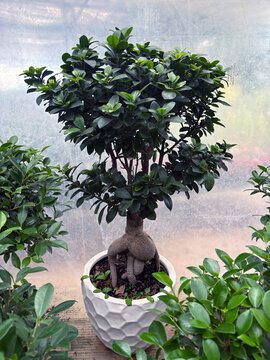 Close-up of a Bonsai tree in a plant pot for sale in a nursery