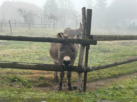 Two Donkeys standing in a field on a foggy day with one looking through the fence, Italy