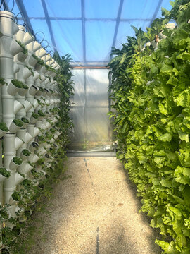 Rows of Assorted salad plants growing in a hydroponic greenhouse