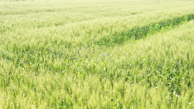 Green Wheat Field Swaying in the Early Summer Sunlight