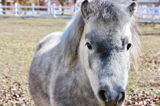 Close-up portrait of a mini grey horse standing in an animal pen, Orem, Utah, USA