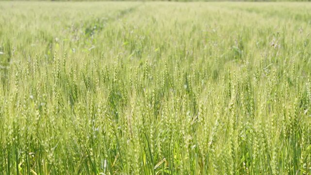 Green Wheat Field Swaying in the Early Summer Sunlight