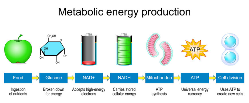 Mitochondria convert nutrients into cellular energy through NAD and NADH cycle. infographic