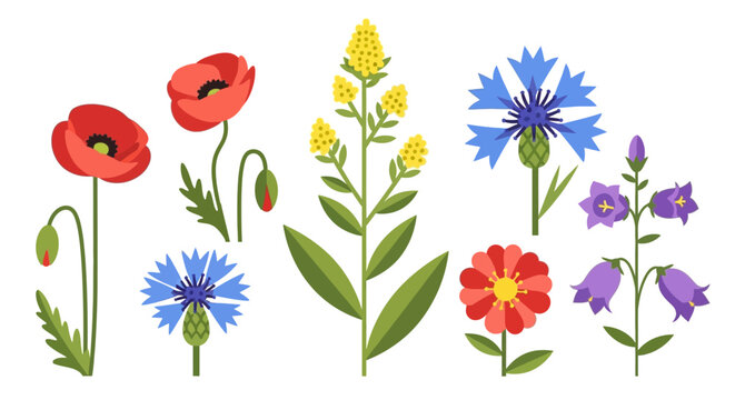 Wildflowers Flat Vector Illustration Set Isolated on White